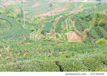 中國福建省安溪縣西平鎮茶園 中國福建省安溪縣西平鎮茶園 35330009