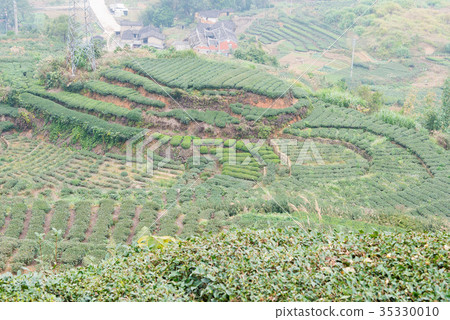 Tea fields Xi Ping Town, Anxi County, Fujian Province, China 35330010