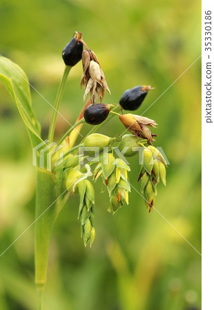 Healing cereal Coix lacryma 35330186