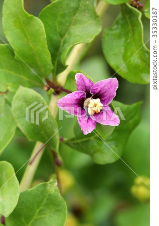 Healing Lycium chinense 35330187