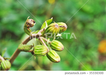 Bud of twat 35330300