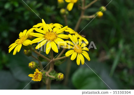 Yellow flowers of Tsubaki 35330304