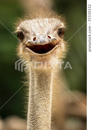 Ostrich head close up Ostrich head close up 35330332