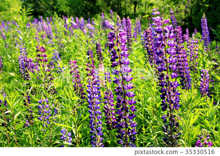  Lupine 35330516