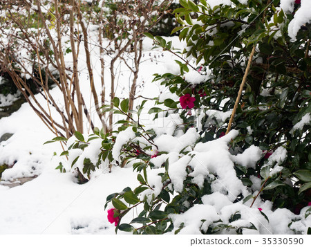 Snowy Kenrokuen Garden 35330590