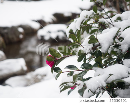 白雪皚皚的Kenrokuen花園 35330591