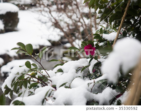 白雪皚皚的Kenrokuen花園 白雪皚皚的Kenrokuen花園 35330592