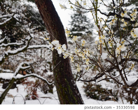 Snowy Kenrokuen Hakumei 35330598