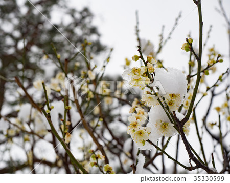 Snowy Kenrokuen Hakumei 35330599