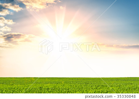 Panoramic meadow Panoramic meadow 35330848