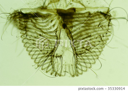 Mouth of the fly 35330914
