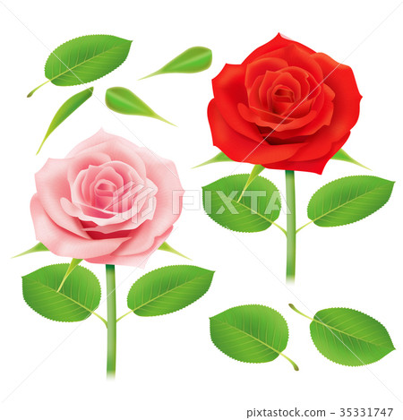 葉子 葉 樹葉 35331747