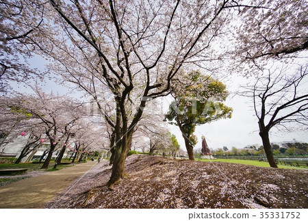 Cherry blossoms in the park 35331752
