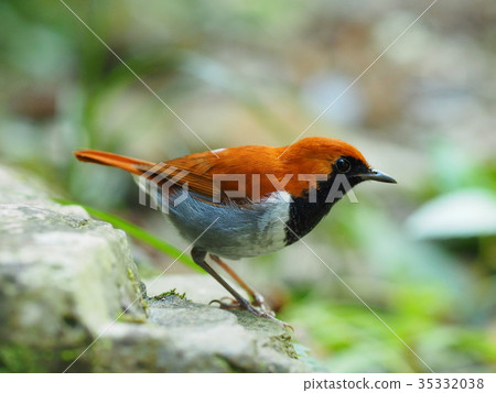 Honto wo iguge 35332038