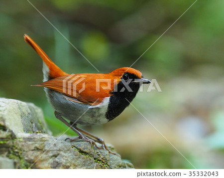 Honto wo iguge 35332043