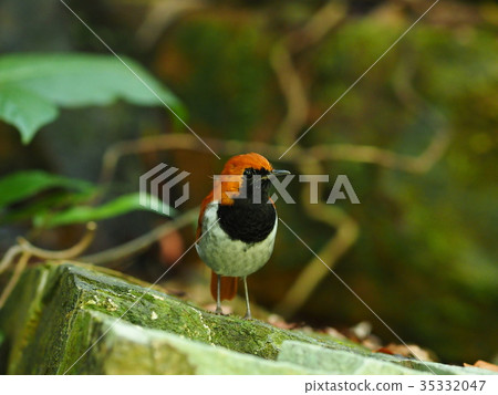 Honto wo iguge 35332047