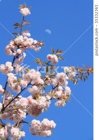 柏市櫻花和柏市神社的月亮 35332365