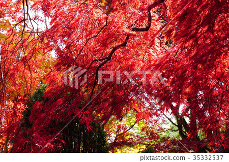 Beautiful Crimson World Beautiful Crimson World 35332537