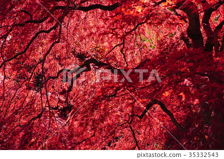 美麗的深紅色世界 美麗的深紅色世界 35332543