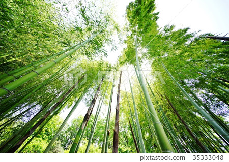 春竹林 35333048