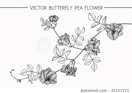 Butterfly pea flower drawing. 35333373