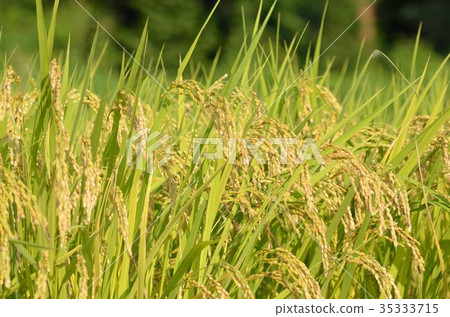 Rice field 35333715