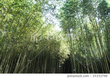 烏嘎彥竹林 烏嘎彥竹林 35333799