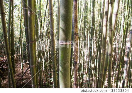 烏嘎彥竹林 烏嘎彥竹林 35333804