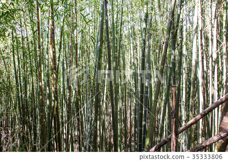Wusongyan Bamboo Forest Wusongyan Bamboo Forest 35333806