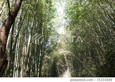 Wusongyan Bamboo Forest Wusongyan Bamboo Forest 35333809