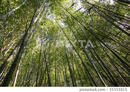 Wusongyan Bamboo Forest Wusongyan Bamboo Forest 35333813