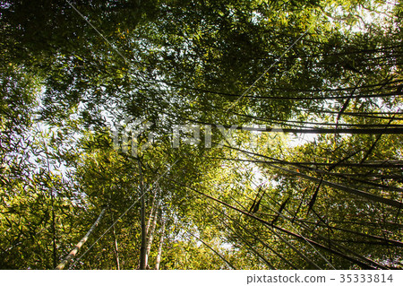 Wusongyan Bamboo Forest Wusongyan Bamboo Forest 35333814