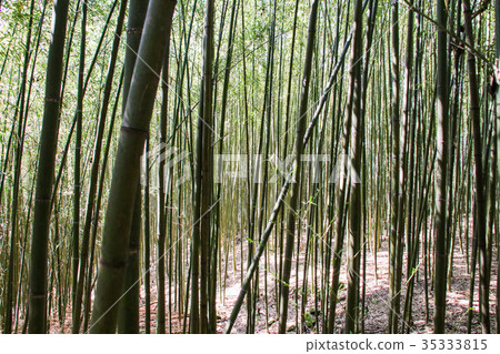 Wusongyan Bamboo Forest Wusongyan Bamboo Forest 35333815