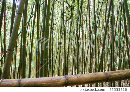 Wusongyan Bamboo Forest 35333816