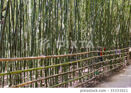 Wusongyan Bamboo Forest Wusongyan Bamboo Forest 35333821