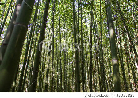 Wusongyan Bamboo Forest Wusongyan Bamboo Forest 35333823