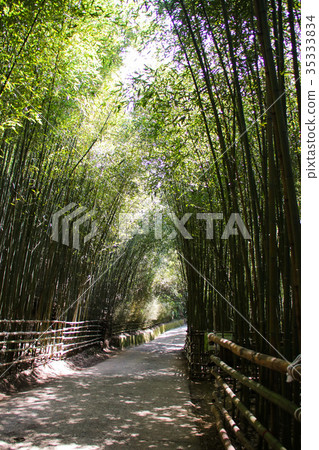 烏嘎彥竹林 35333834