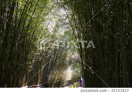 烏嘎彥竹林 烏嘎彥竹林 35333837