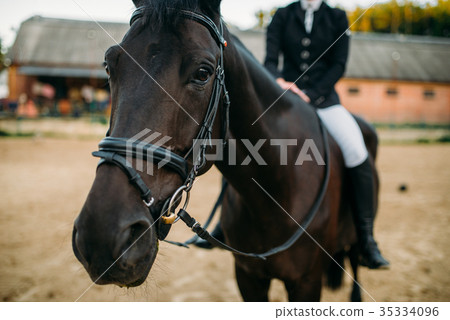 Equestrian sport, female rider on horseback 35334096