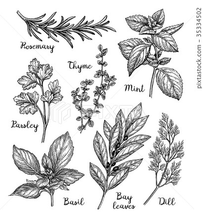 Ink sketch of herbs 35334502