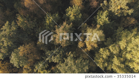 Aerial shot of autumn trees in forest 35335014