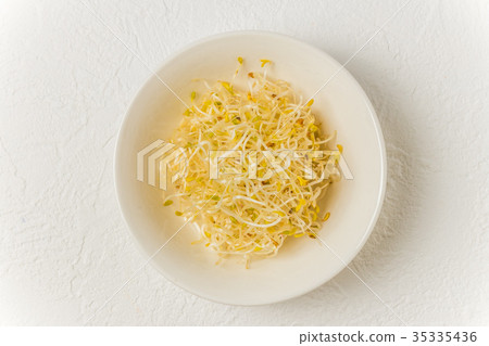 紫花苜蓿豆芽豆芽 紫花苜蓿豆芽豆芽 35335436