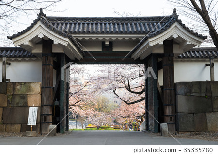 Tanamon and Sakura Haru (Kitanomaru Park, Chiyoda-ku, Tokyo) *April 2017 35335780