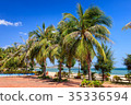Coconut trees at Phan Rang beach, Ninh Thuan 35336594