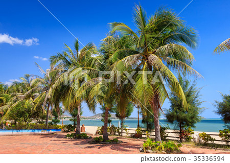 Coconut trees at Phan Rang beach, Ninh Thuan Coconut trees at Phan Rang beach, Ninh Thuan 35336594