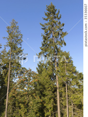 High spruce trees stretch towards the sky 35336607