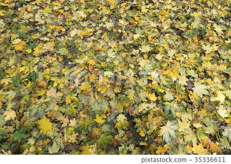 Texture of autumn carpet from fallen leaves 35336611