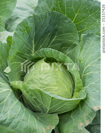 Cabbage field 35337426