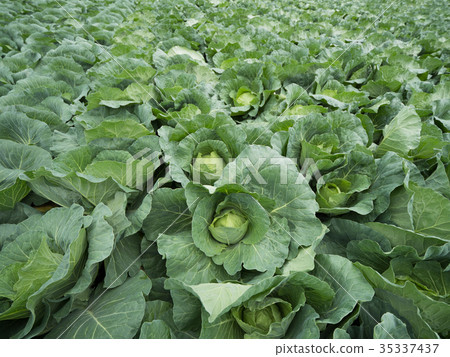 Cabbage field 35337437