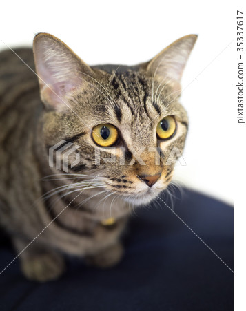 Domestic cat Domestic cat 35337617